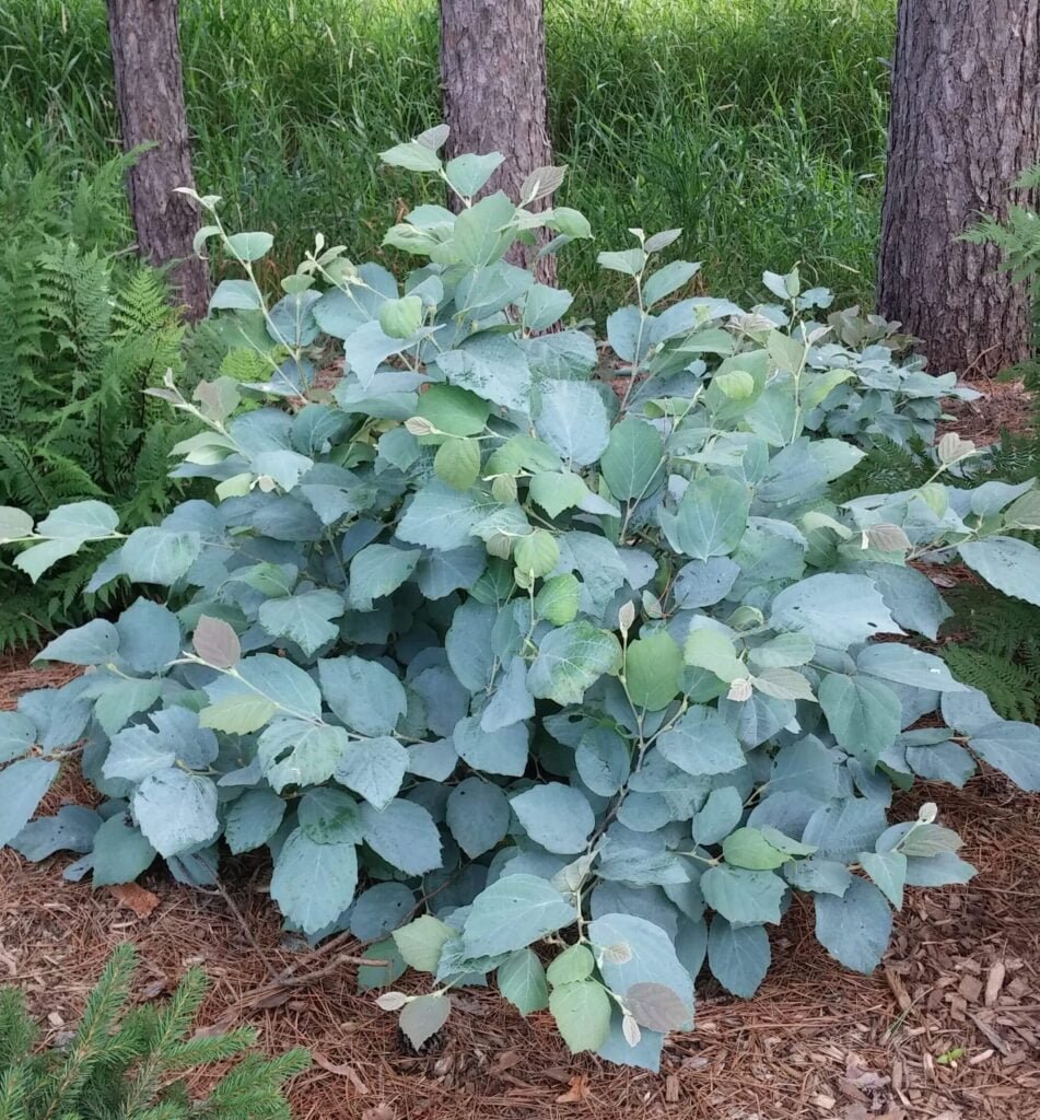 Vokarnis 'Blue Shadow'