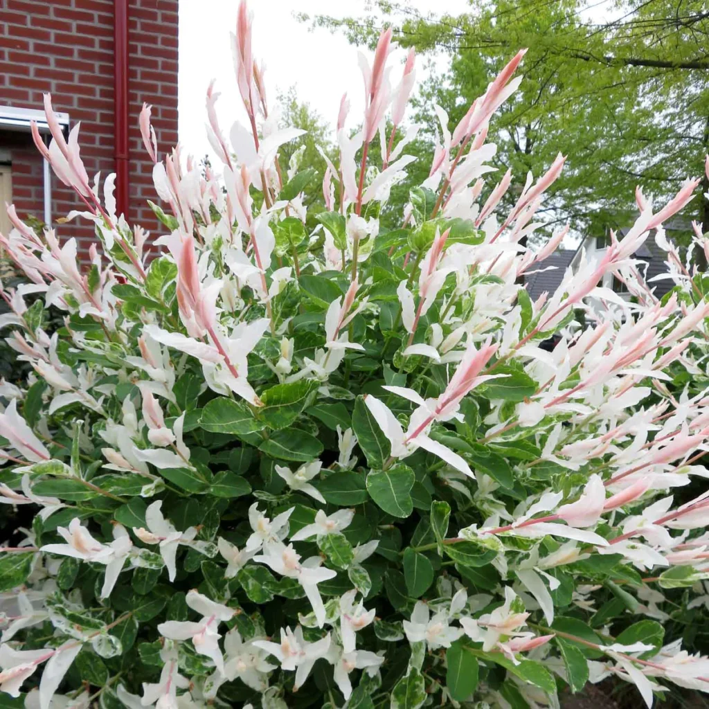 Karklas sveikalapis 'Hakuro Nishiki'