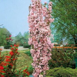 Sakura 'Amanogawa'