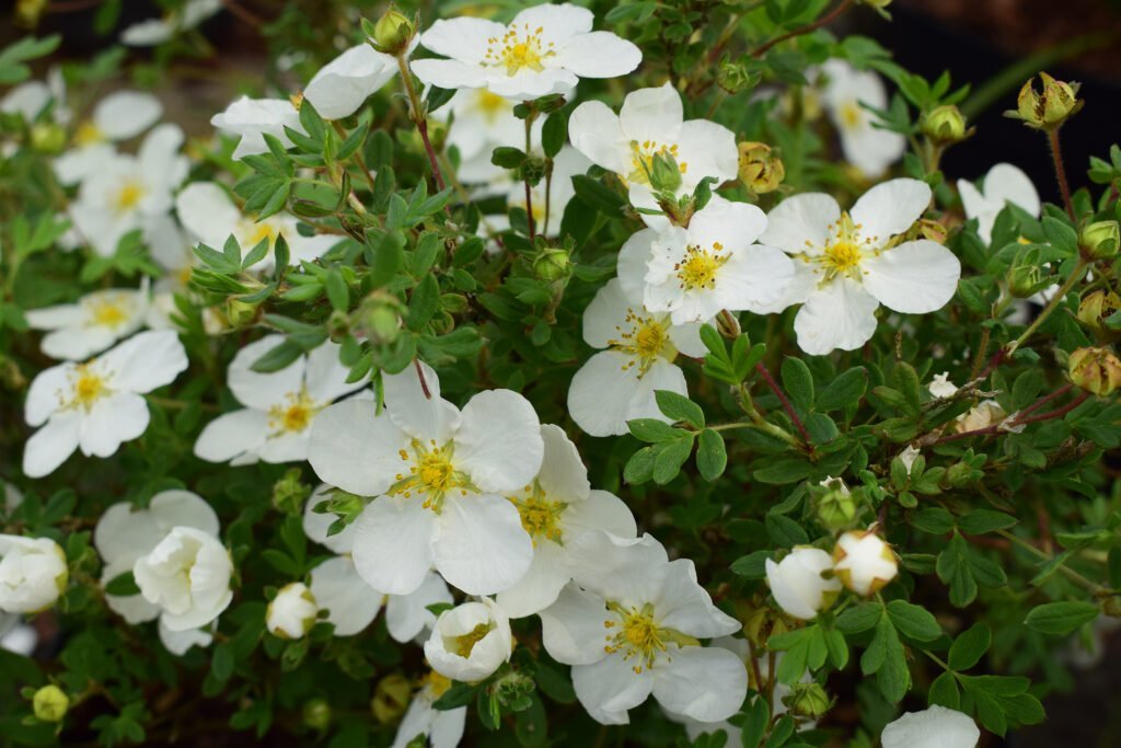 Sidabrakrūmis paprastasis 'Abbotswood'
