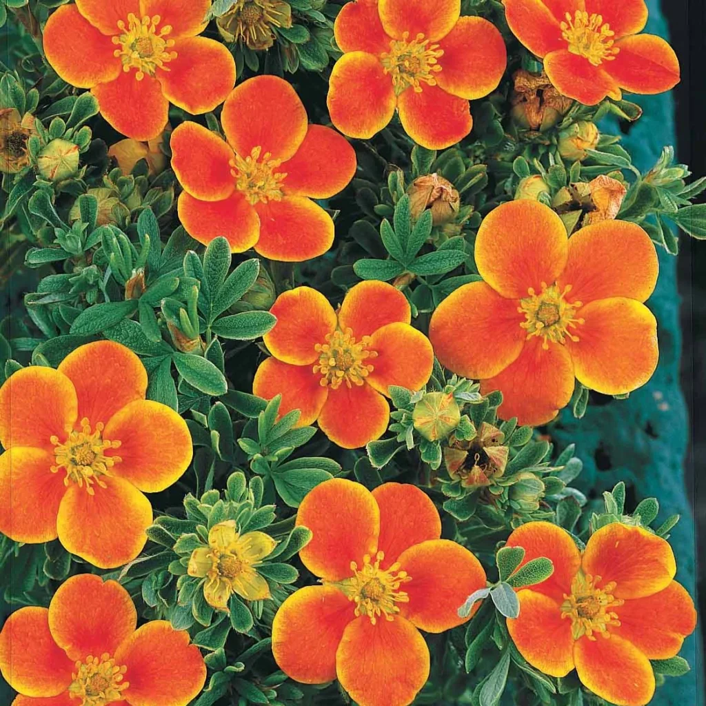 Sidabrakrūmis paprastasis 'Hopleys Orange'