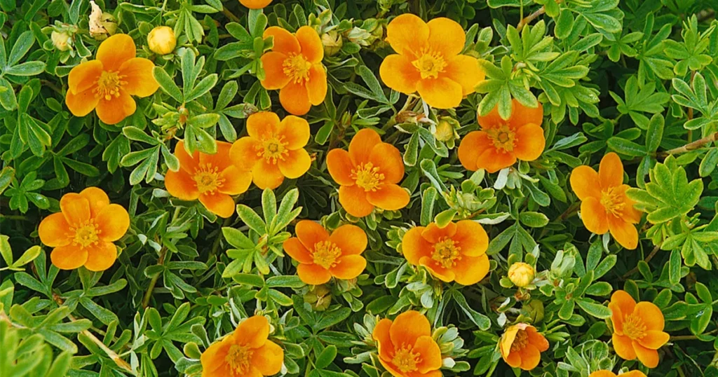 Sidabrakrūmis paprastasis 'Hopleys Orange'