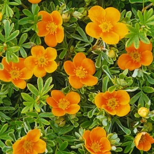 Sidabrakrūmis paprastasis 'Hopleys Orange' - Image 2