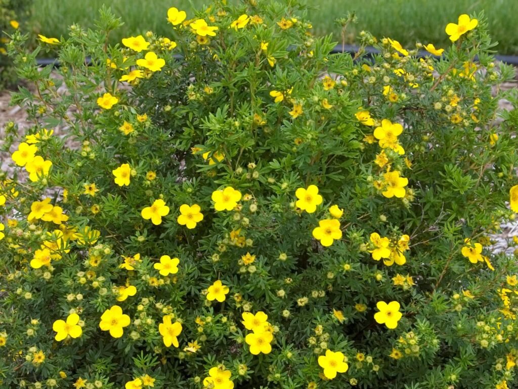 Sidabrakrūmis paprastasis 'Boley Gold'