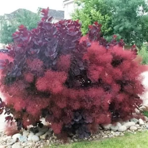 Pūkenis 'Royal Purple' - Image 2