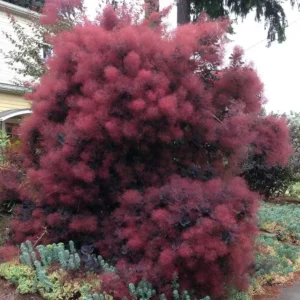 Pūkenis 'Royal Purple' - Image 3