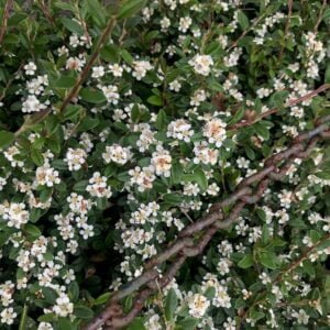 Kaulenis damerio 'Coral Beauty'