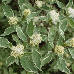 Sedula baltoji 'Elegantissima' - Image 2
