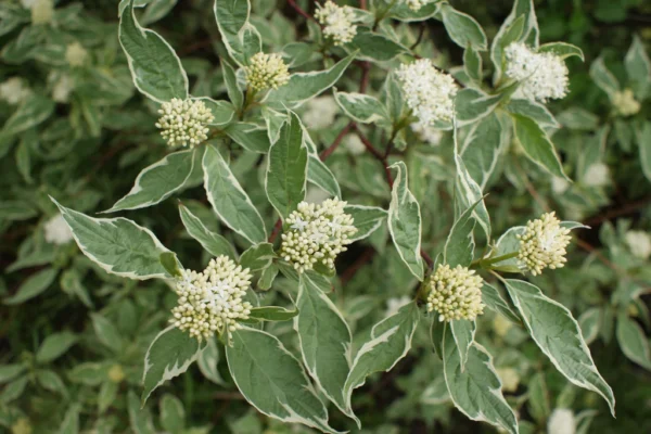 Sedula baltoji 'Elegantissima' - Image 2