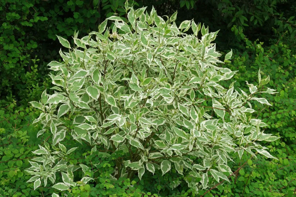 Sedula baltoji 'Elegantissima'