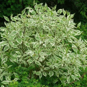 Sedula baltoji 'Elegantissima' - Image 3