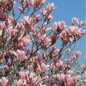 Sulanžo magnolija 'Amabilis'