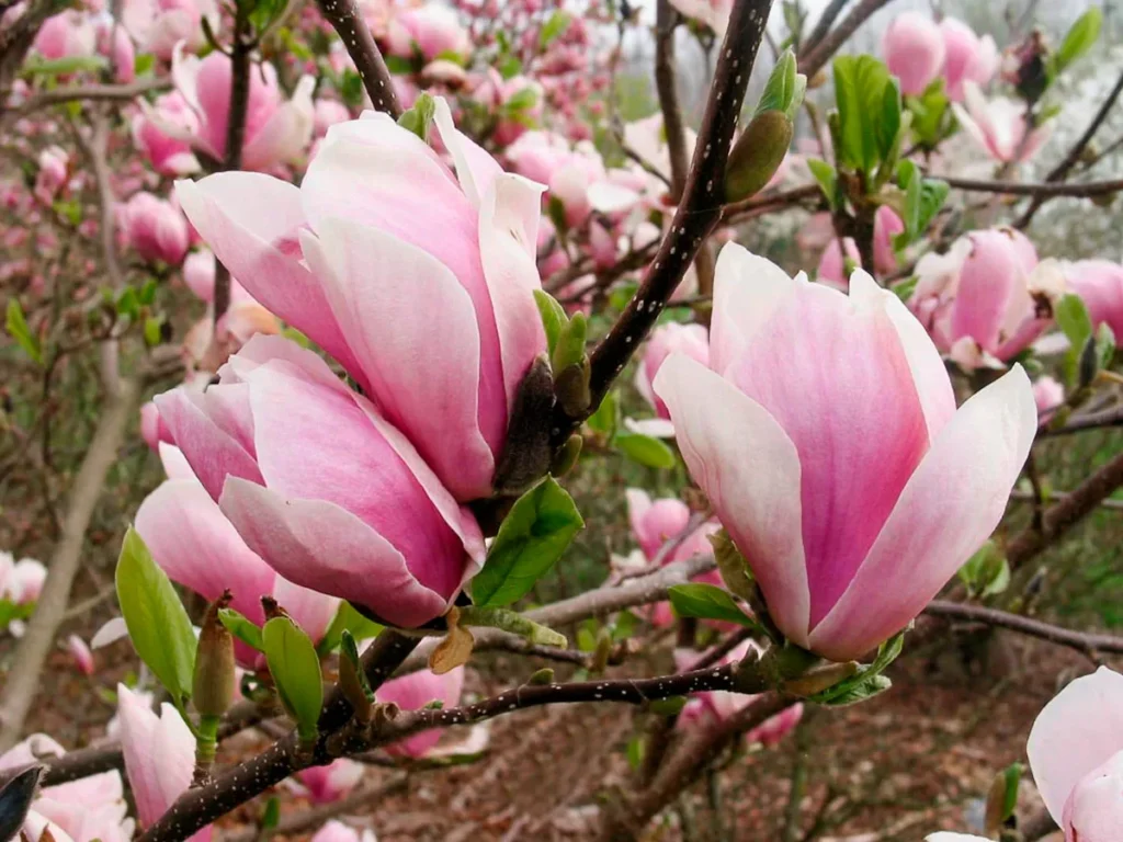 Sulanžo magnolija 'Amabilis'