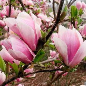 Sulanžo magnolija 'Amabilis' - Image 2