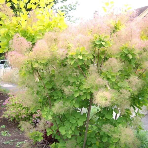 Pūkenis europinis 'Golden Spirit' - Image 2