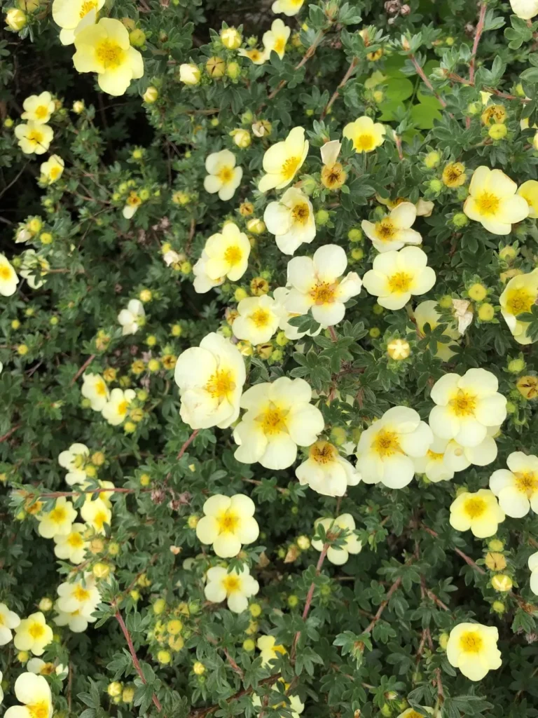 Sidabrakrūmis paprastasis 'Primrose Beauty'