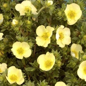 Sidabrakrūmis paprastasis 'Primrose Beauty' - Image 2