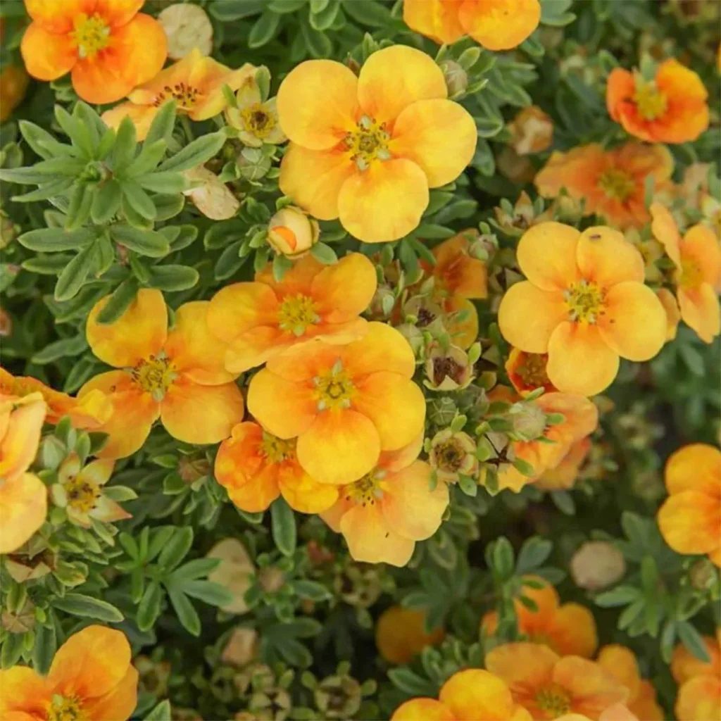 Sidabrakrūmis paprastasis 'Mango Tango'