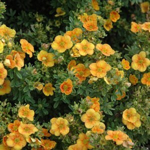 Sidabrakrūmis paprastasis 'Mango Tango' - Image 2
