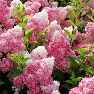 Šluotelinė hortenzija 'Vanille Fraise' - Image 2