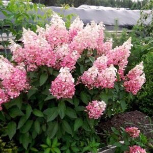 Šluotelinė hortenzija 'Pinky Winky' - Image 2
