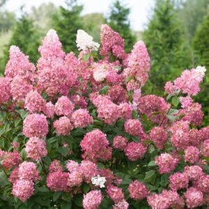 Šluotelinė hortenzija 'Pinky Winky'