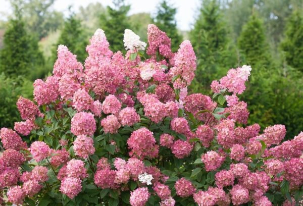 Šluotelinė hortenzija 'Pinky Winky'