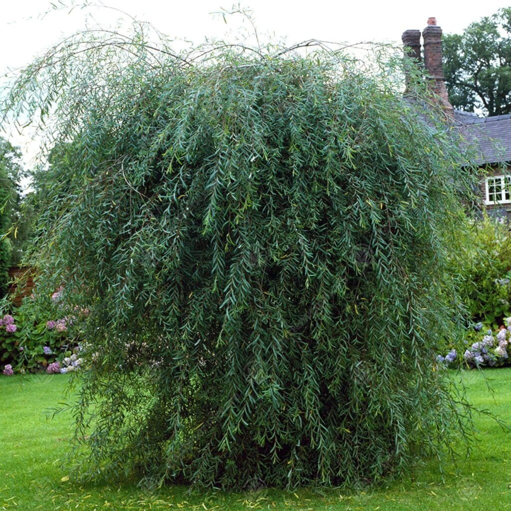 Blindė paprastoji 'Pendula'