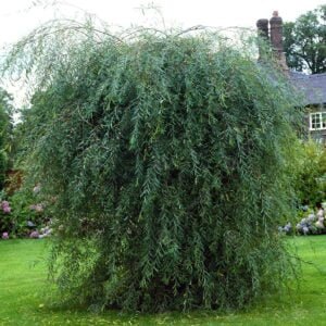 Blindė paprastoji 'Pendula' - Image 2