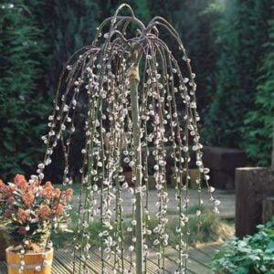 Blindė paprastoji 'Pendula' - Image 3