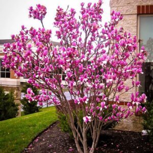 Magnolija 'Susan' - Image 2