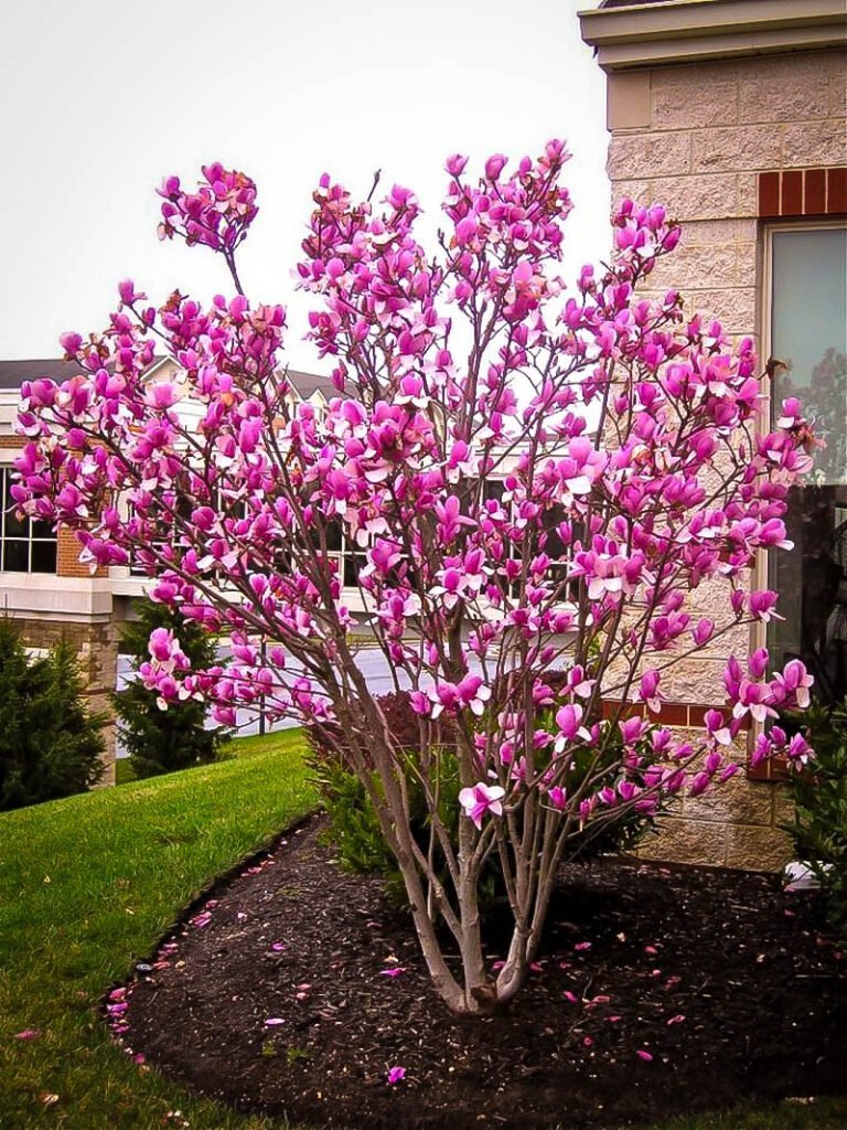 Magnolija 'Susan'