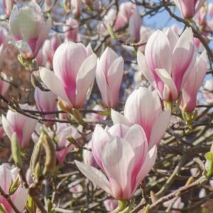 Sulanžo magnolija - Image 2
