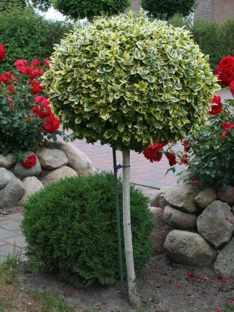 Ožekšnis fortūno 'Emerald Gaiety'