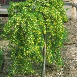 Karagana paprastoji 'Pendula' - Image 2