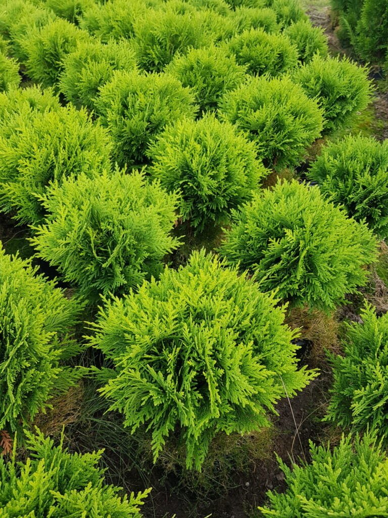 Tuja vakarinė 'Danica'