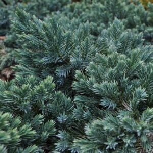 Kadagys žvynuotasis 'Blue Star' - Image 3