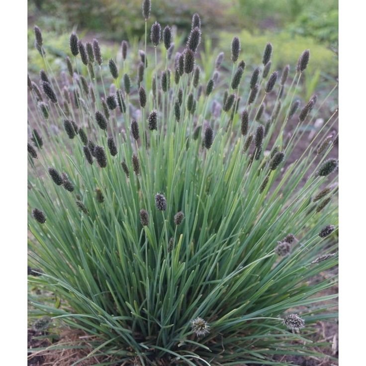 Pavasarinis mėlitas - Image 2