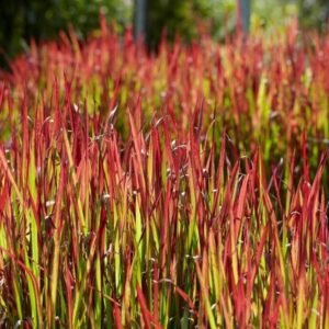 Imperata rytinė 'Red Baron'