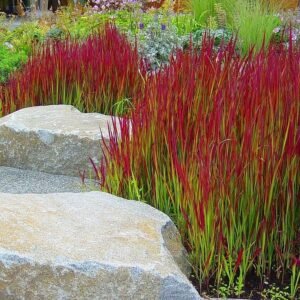 Imperata rytinė 'Red Baron' - Image 2
