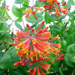 Sausmedis 'Dropmore Scarlet' - Image 2
