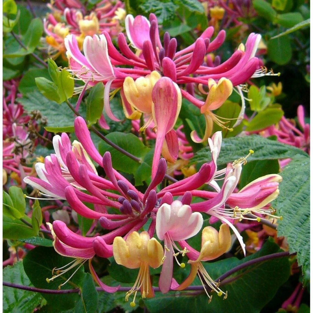 Sausmedis 'Serotina'