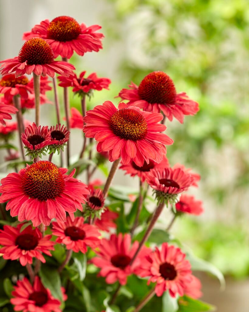 Ežiuolė 'SunSeekers Red'