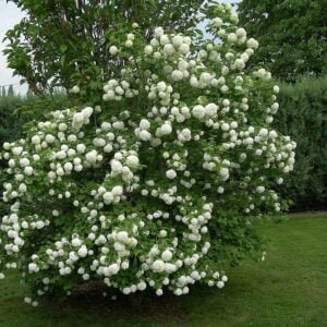 Putinas paprastasis 'Roseum' - Image 2