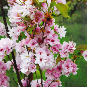 Sakura 'Amanogawa' - Image 2