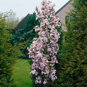 Sakura 'Amanogawa' - Image 3