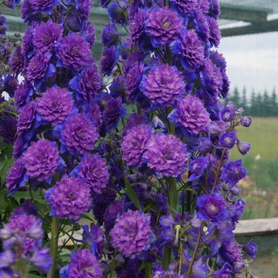 Pentinius 'Sweet Sensation' - Image 2