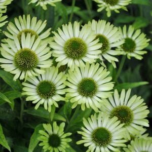 Ežiuolė ‘Green Jewel’ - Image 2