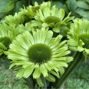 Ežiuolė ‘Green Jewel’ - Image 3