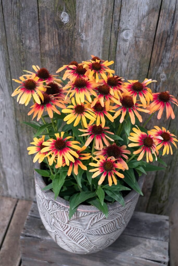 Ežiuolė 'SunSeekers Tequila Sunrise'